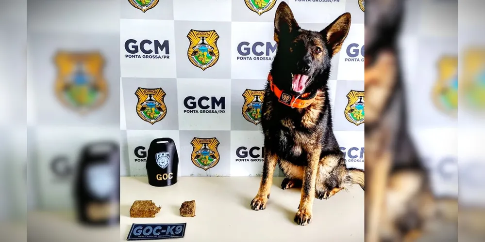 'Pandora' encontrou maconha em uma área de mata