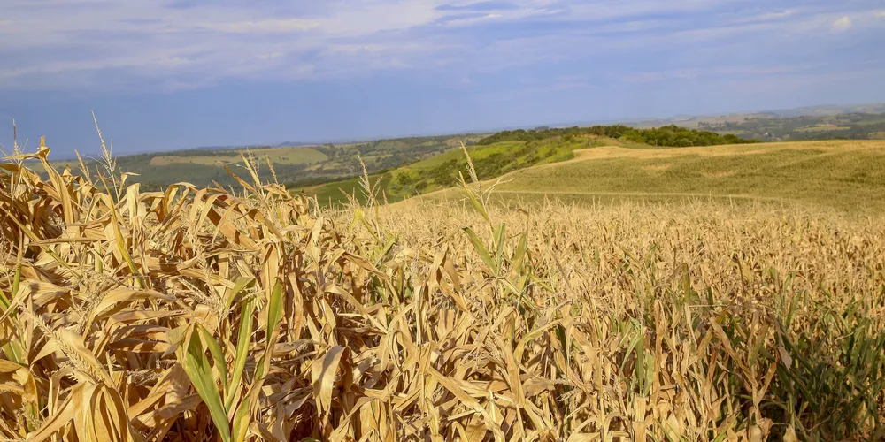 Monitor de Secas: Campos Gerais, Norte Pioneiro e Leste tiveram pouca chuva em outubro