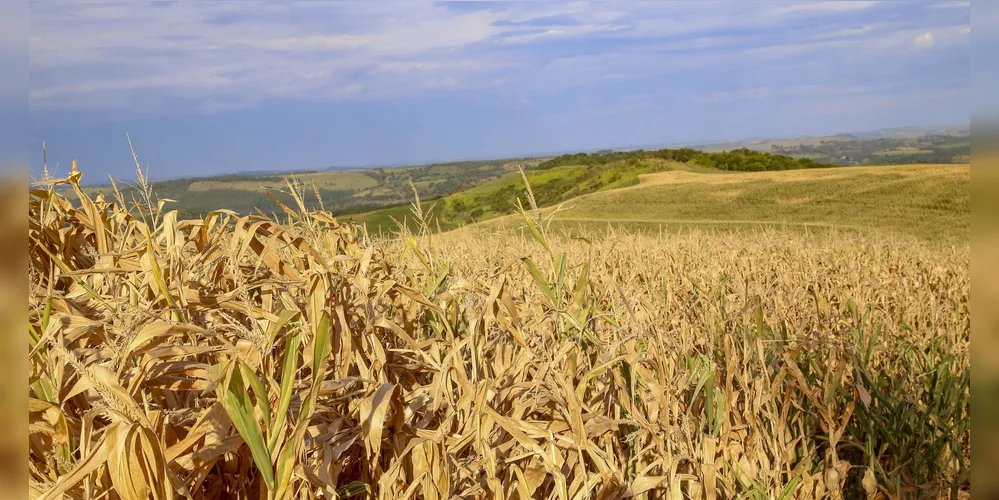 Monitor de Secas: Campos Gerais, Norte Pioneiro e Leste tiveram pouca chuva em outubro