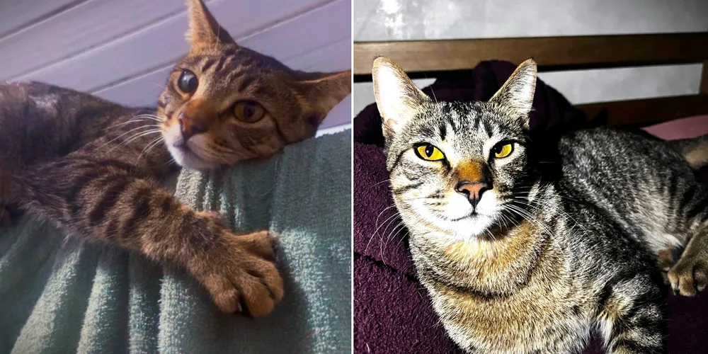 Tigrinho tem uma característica específica: ele tem somente três presas