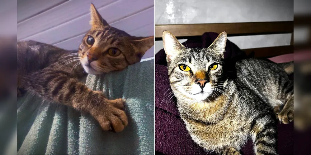 Tigrinho tem uma característica específica: ele tem somente três presas