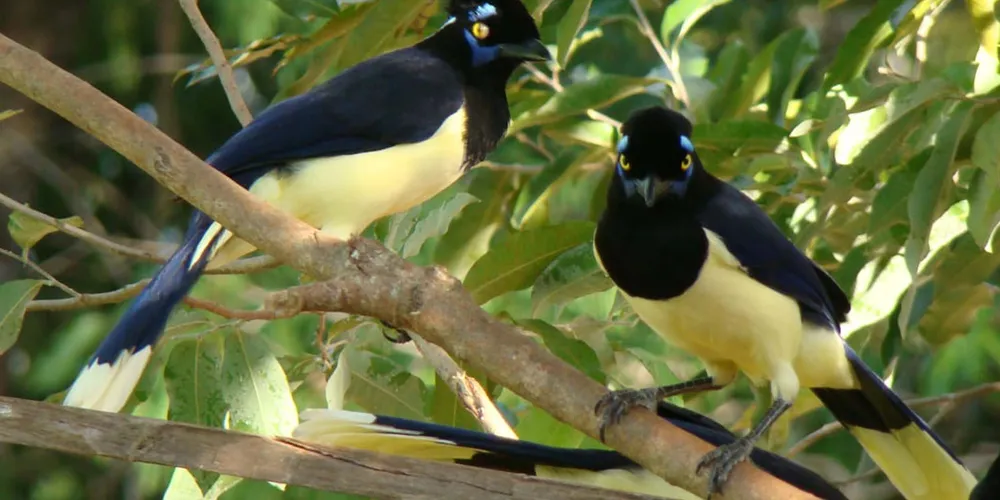 A atividade inclui imersão técnica, educativa e sensorial