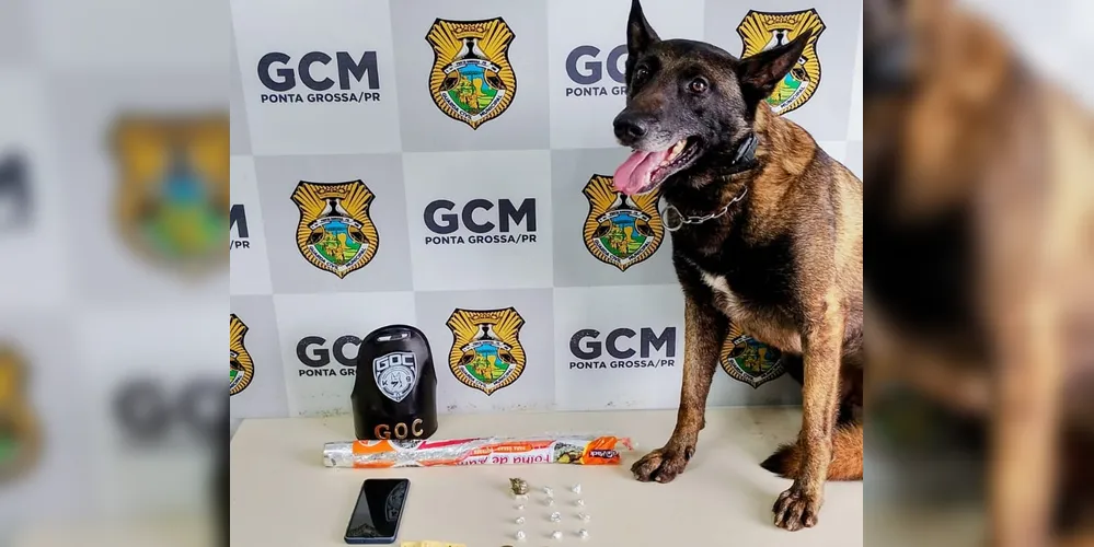 Entorpecentes foram encontrados no estabelecimento pelo cão farejador