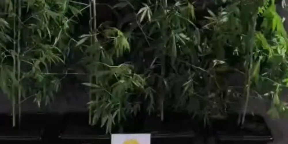 Durante a abordagem, os policiais localizaram pés de maconha cultivados em vasos