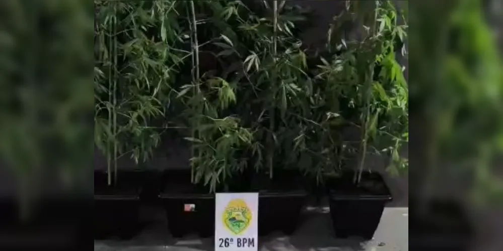 Durante as diligências, os policiais localizaram pés de maconha cultivados em vasos