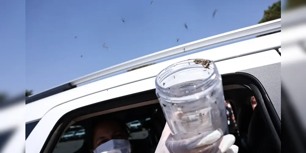 O investimento inicial é de R$ 1,5 milhão, contemplando produção, logística e monitoramento da estratégia