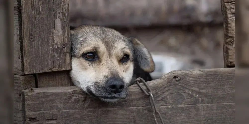 A nova legislação proíbe que pessoas condenadas por crimes de maus-tratos contra animais exerçam cargo, emprego ou função pública