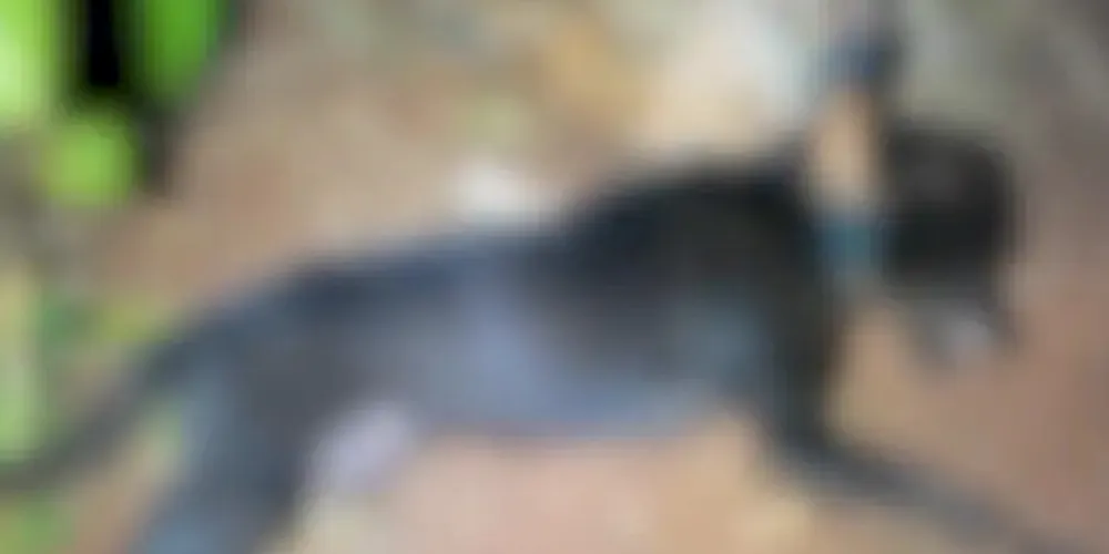 No quintal do imóvel, os agentes encontraram um cão de pequeno porte já morto, amarrado