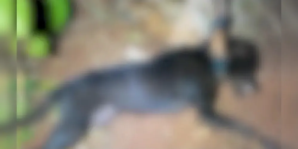 No quintal do imóvel, os agentes encontraram um cão de pequeno porte já morto, amarrado