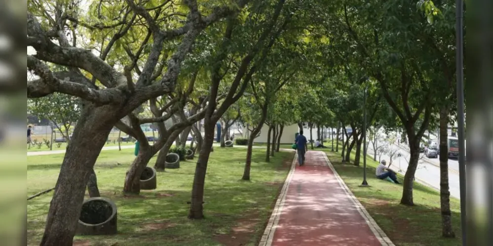 Licitação prevê registro de preços para investir em arborização e paisagismo urbano