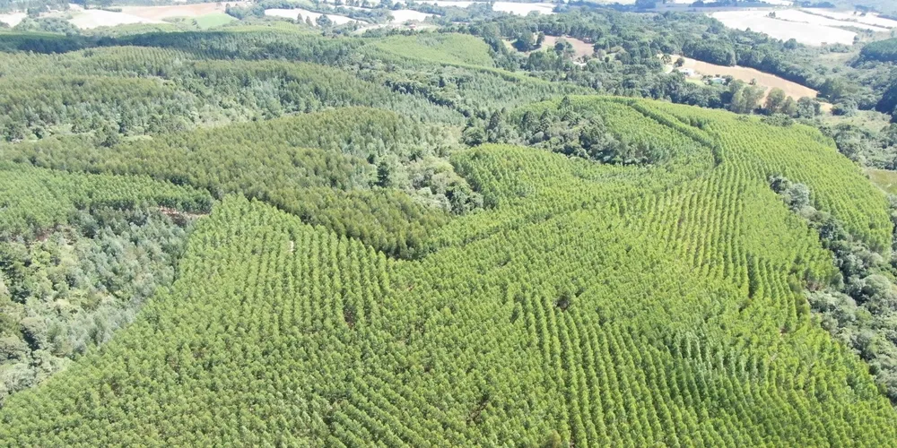 O trabalho de reflorestamento é hoje o ponto de partida da matriz energética limpa da Castrolanda