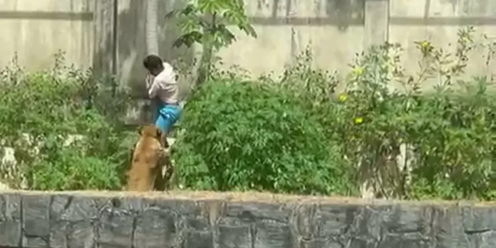 O rapaz utilizou um tronco de árvore para entrar no espaço onde a leoa estava