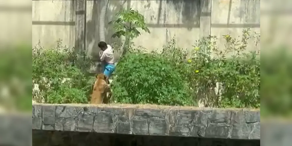 O rapaz utilizou um tronco de árvore para entrar no espaço onde a leoa estava