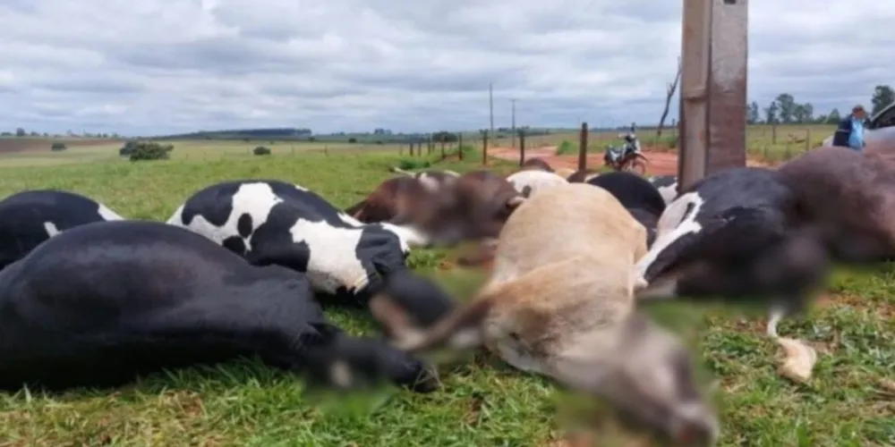 Grupo atingido era formado por vacas em lactação, muitas delas prenhas ou com parto recente