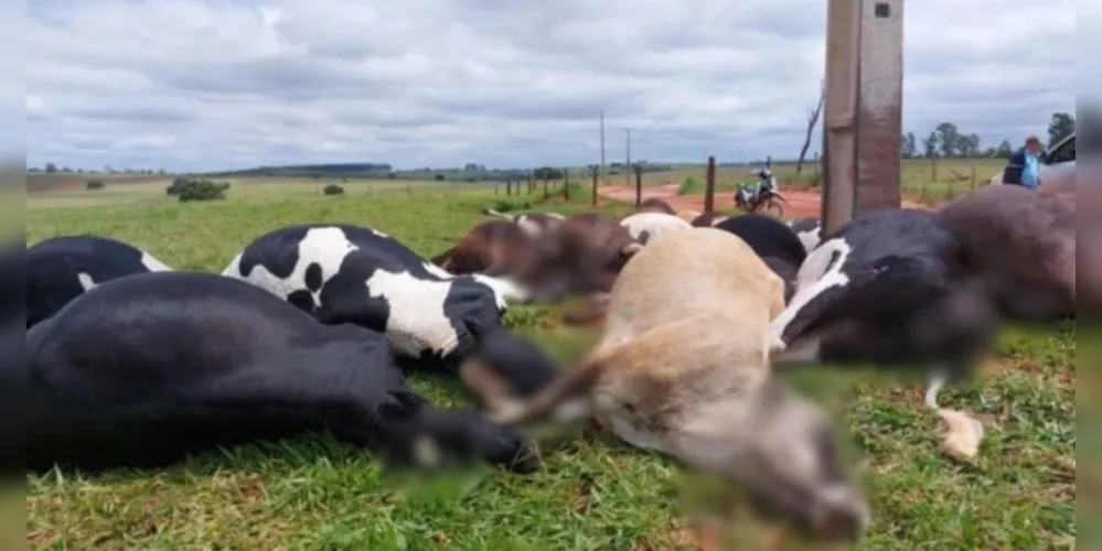 Grupo atingido era formado por vacas em lactação, muitas delas prenhas ou com parto recente
