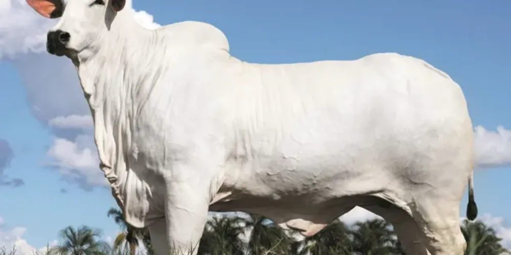 No leilão, 25% da propriedade da matriz foram arrematados por R$ 13,5 milhões pelas marcas Nelore Huff, pertencente ao cantor Murilo Huff