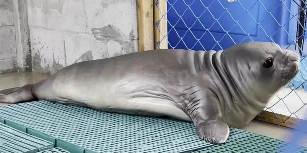 O elefante-marinho foi encontrado por volta das 6h30 por uma equipe da PM