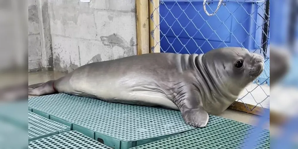 O elefante-marinho foi encontrado por volta das 6h30 por uma equipe da PM