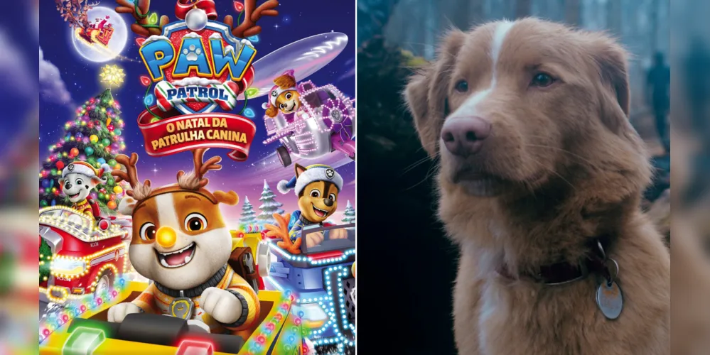 Filmes de cachorros nos cinemas protagonizam programação em Ponta Grossa