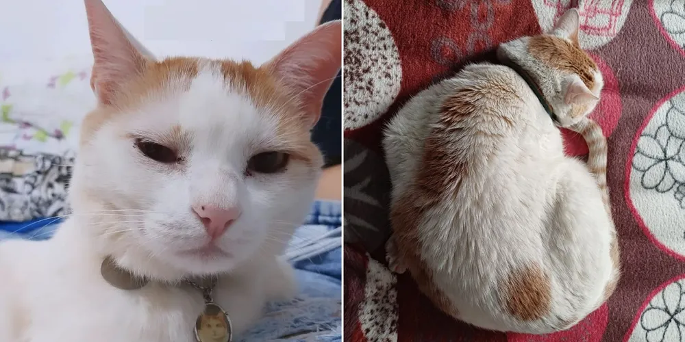 Suri desapareceu no último dia 24