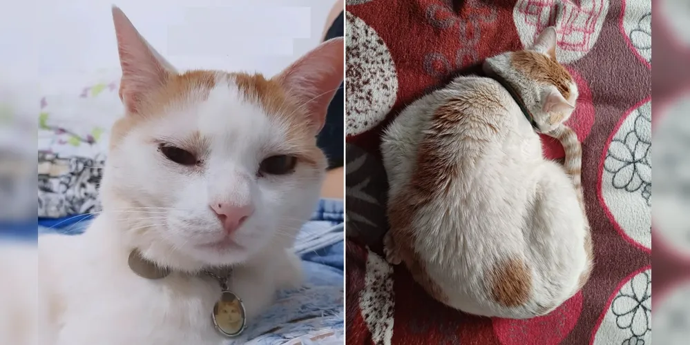 Suri desapareceu no último dia 24