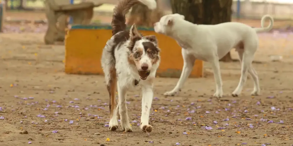 O abandono de animais pode levar a pena de até 1 ano de prisão