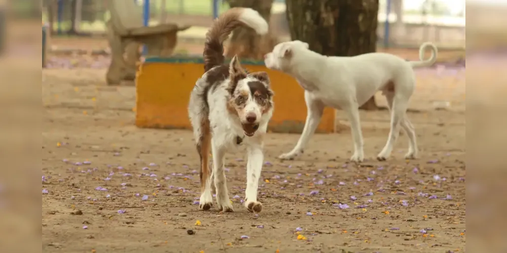 O abandono de animais pode levar a pena de até 1 ano de prisão