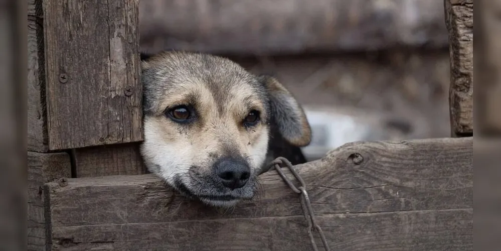 A proposta proíbe que pessoas condenadas por crimes de maus-tratos contra animais exerçam cargo, emprego ou função pública