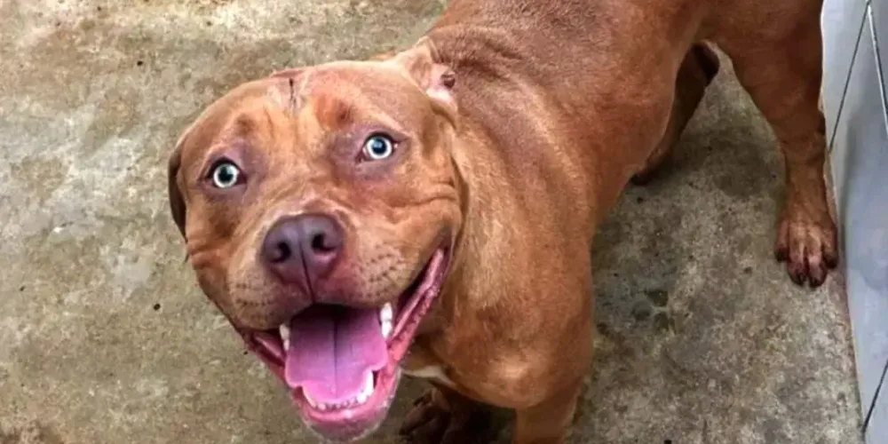 O cão começou a morder a criança, com golpes concentrados principalmente na cabeça