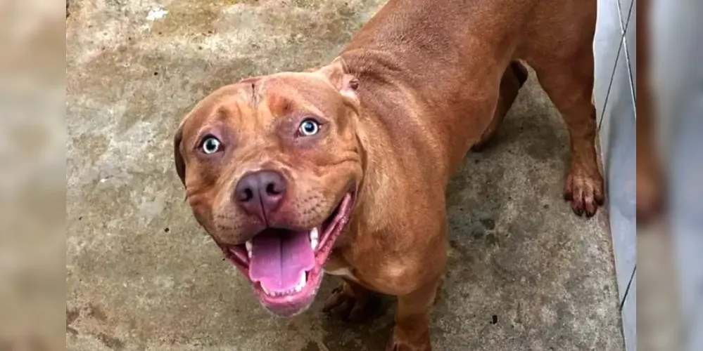 O cão começou a morder a criança, com golpes concentrados principalmente na cabeça