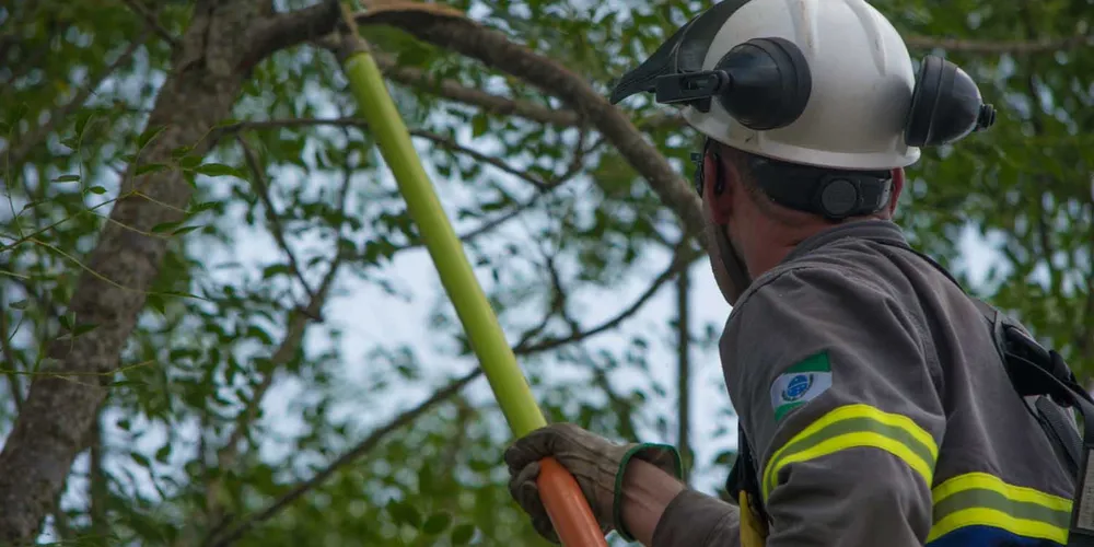 Dezenas de cidadãos procuram a Prefeitura para solicitar o corte de árvores