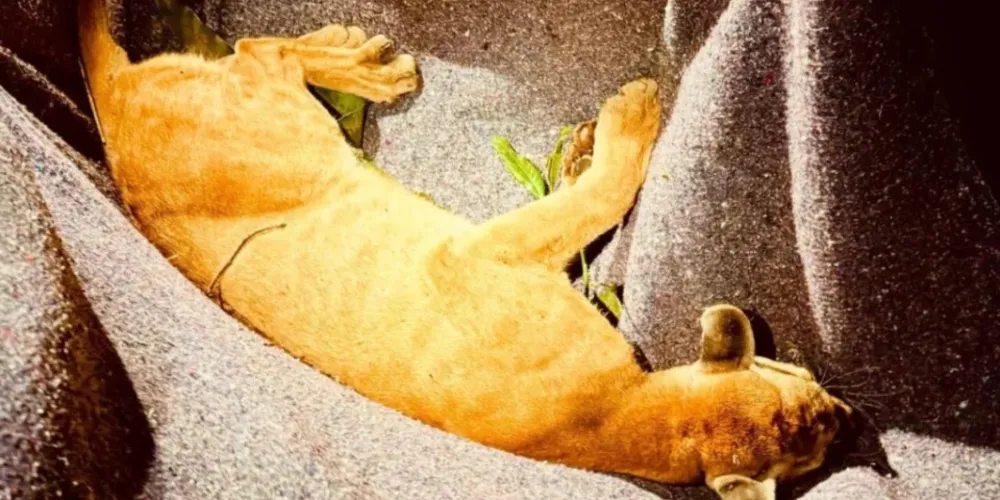 Imagem ilustrativa da imagem Onça parda é resgatada no quintal de casa em Paiçandu, no Paraná; veja o vídeo