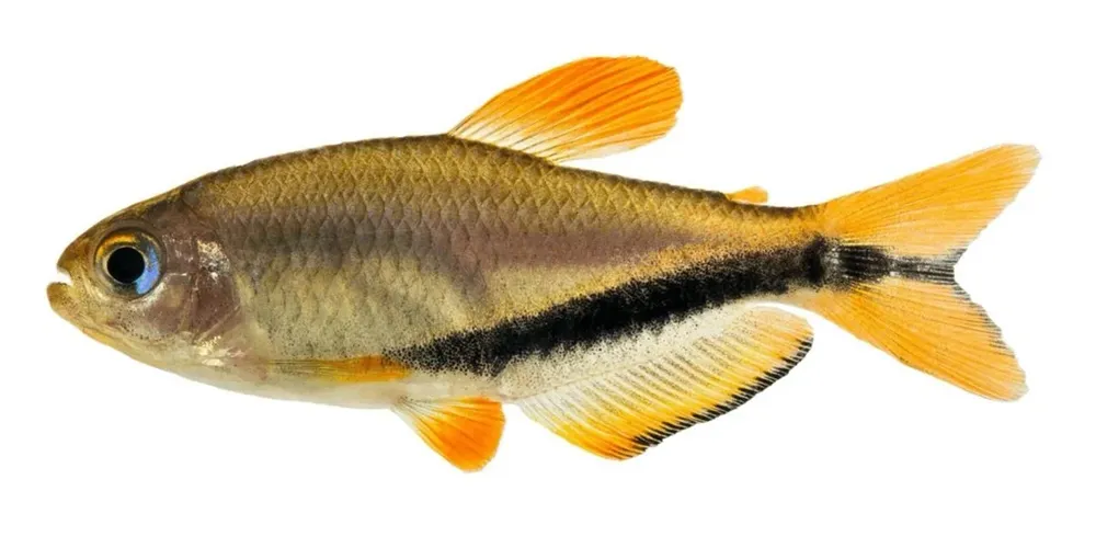 Lambari mesclado de laranja e preto