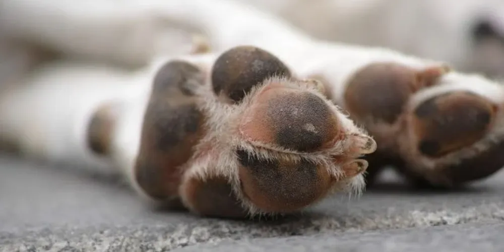 Animal foi encontrado no sábado (27)