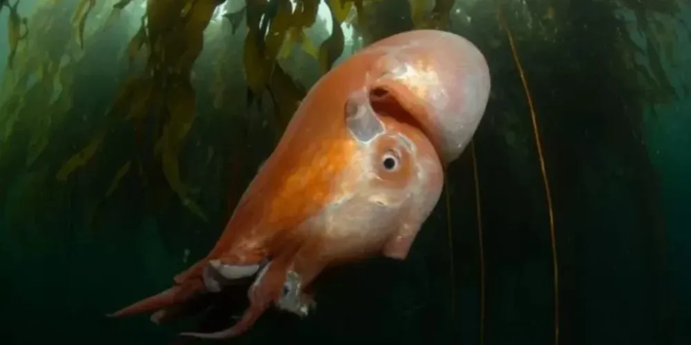 A espécie é conhecida como Haliphron atlanticus