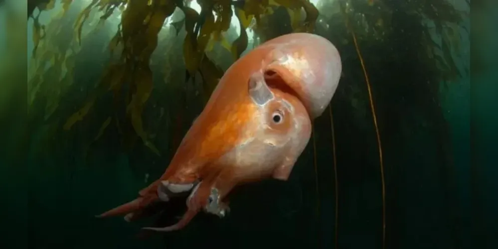 A espécie é conhecida como Haliphron atlanticus