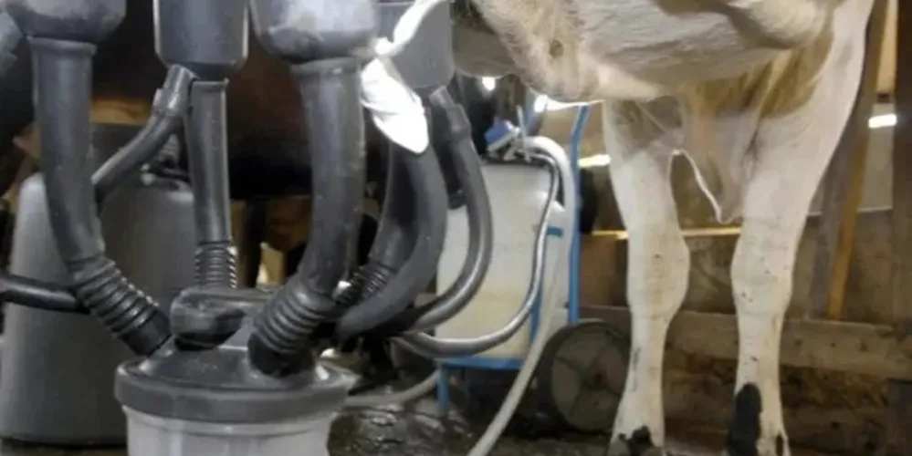 Leite sendo extraído da vaca