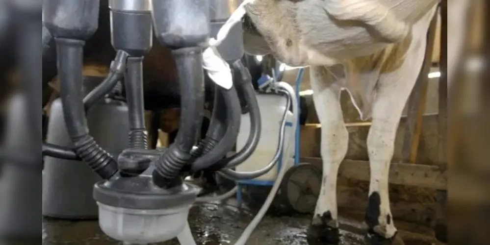 Leite sendo extraído da vaca