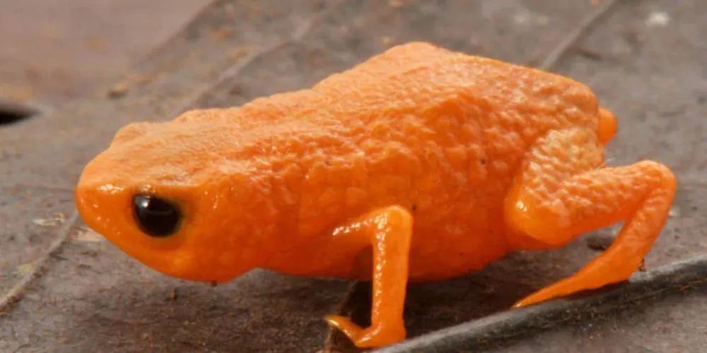 O sapinho é endêmico da serra do Quiriri