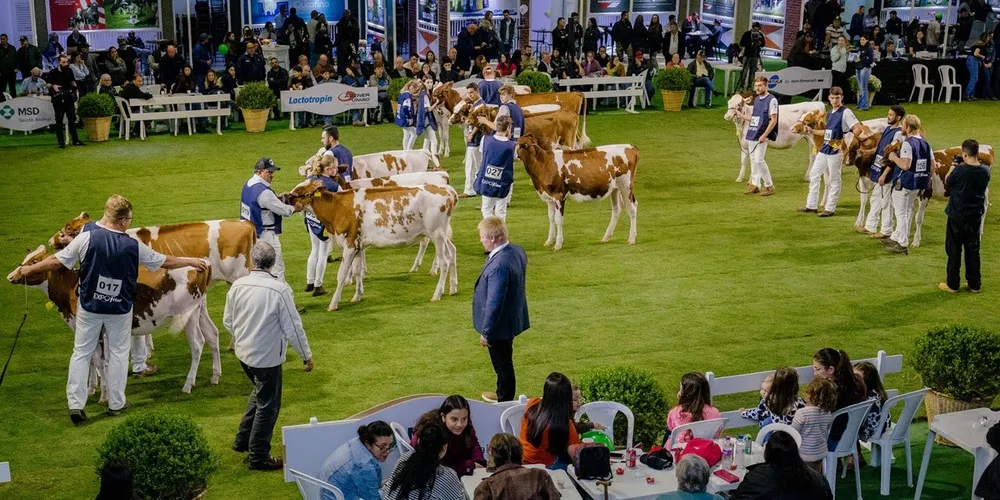 A ExpoFrísia reúne o que há de melhor em genética e manejo animal, além de apresentar bovinos da raça holandesa