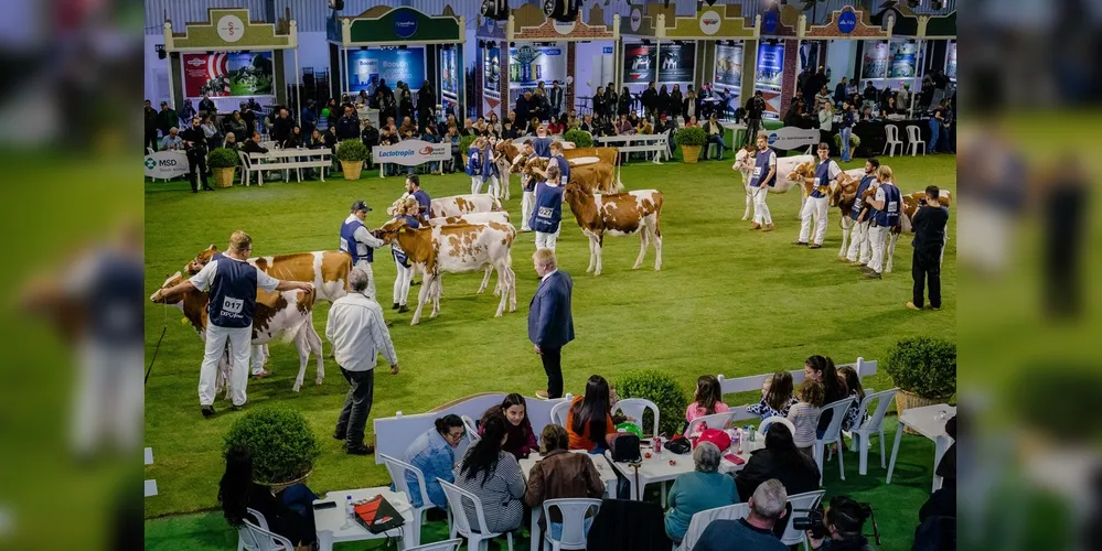 A ExpoFrísia reúne o que há de melhor em genética e manejo animal, além de apresentar bovinos da raça holandesa