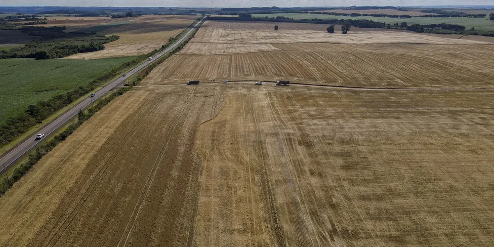 O trigo teve a maior área plantada no período do inverno – com 816,6 mil hectares e 99% da safra já foi colhida