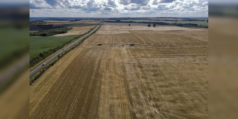 O trigo teve a maior área plantada no período do inverno – com 816,6 mil hectares e 99% da safra já foi colhida
