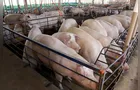 Exportações e consumo interno impulsionam alta nos preços dos suínos no Paraná