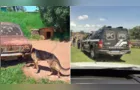 Homem é preso por manter cachorro preso com amarras e desnutrido em Ipiranga