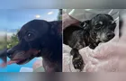 Pinscher idosa é encontrada em Ponta Grossa após matéria do Portal aRede