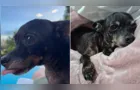 Pinscher idosa desaparece na região do Chapada, em Ponta Grossa