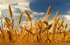 Governo do Brasil libera R$ 67 milhões em apoio a produtores de trigo do Paraná