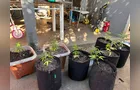 Estufa para cultivo indoor de maconha gourmet é apreendida em Ponta Grossa