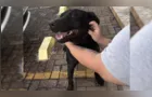 Mulher pede ajuda para encontrar tutor de cachorro em Ponta Grossa